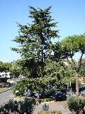 Atlas Cedar / Cedrus atlantica 